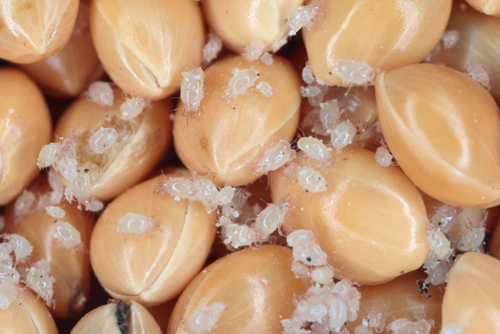 grain mites