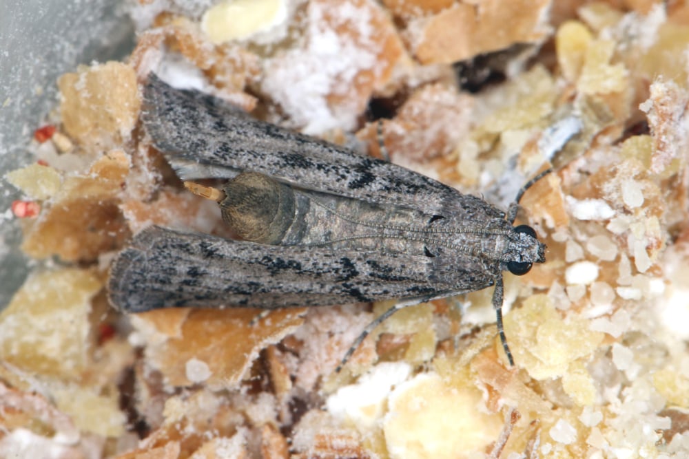 indian meal moth